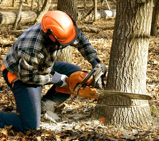 Tree Removal in Pearson, GA